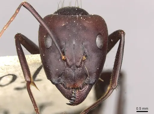 Camponotus barbaricus specimen CASENT0910276 image casent0910276_2