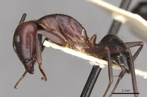 Camponotus barbaricus specimen CASENT0910276 image casent0910276_3