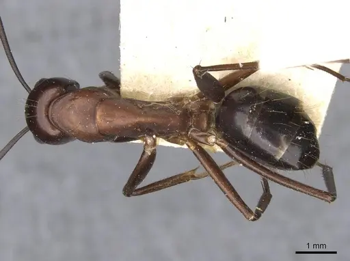 Camponotus barbaricus specimen CASENT0910277 image casent0910277_1
