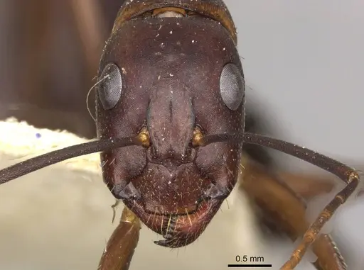 Camponotus barbaricus specimen CASENT0910277 image casent0910277_2