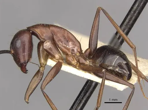 Camponotus barbaricus specimen CASENT0910277 image casent0910277_3