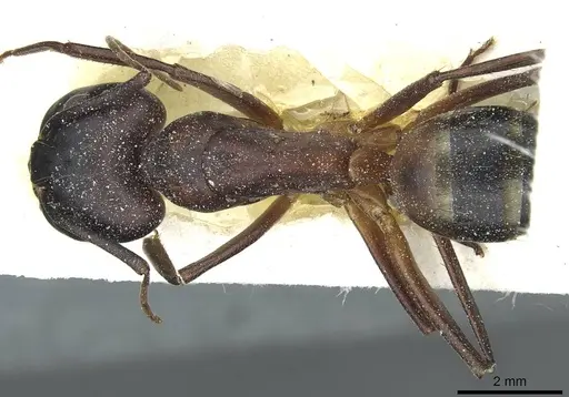 Camponotus barbaricus specimen CASENT0912047 image casent0912047_1