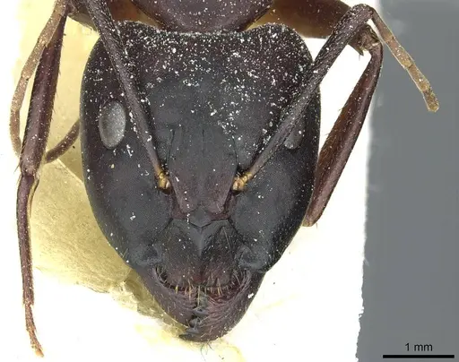 Camponotus barbaricus specimen CASENT0912047 image casent0912047_2
