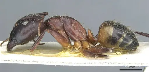 Camponotus barbaricus specimen CASENT0912047 image casent0912047_3