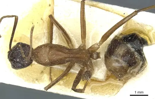 Camponotus barbaricus specimen CASENT0912048 image casent0912048_1