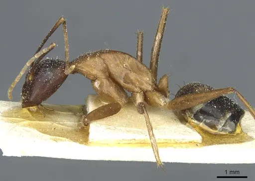 Camponotus barbaricus specimen CASENT0912048 image casent0912048_3