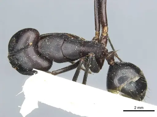 Camponotus barbaricus specimen CASENT0912049 image casent0912049_1