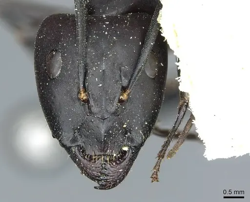 Camponotus barbaricus specimen CASENT0912049 image casent0912049_2
