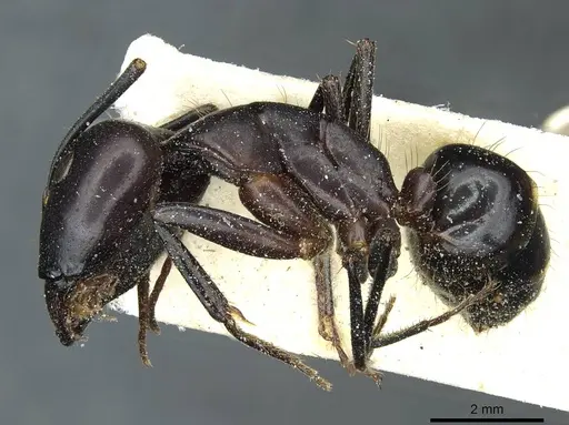 Camponotus barbaricus specimen CASENT0912049 image casent0912049_3