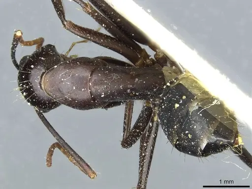 Camponotus barbaricus specimen CASENT0912050 image casent0912050_1