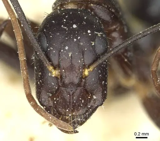 Camponotus barbaricus specimen CASENT0912050 image casent0912050_2