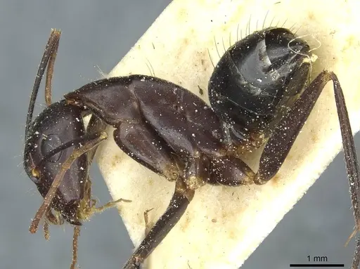 Camponotus barbaricus specimen CASENT0912050 image casent0912050_3