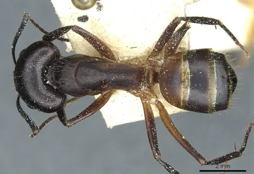 Camponotus barbaricus specimen CASENT0912051 image casent0912051_1