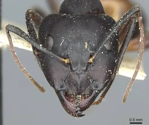 Camponotus barbaricus specimen CASENT0912051 image casent0912051_2