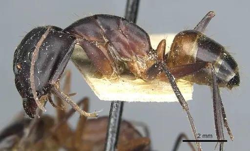 Camponotus barbaricus specimen CASENT0912051 image casent0912051_3