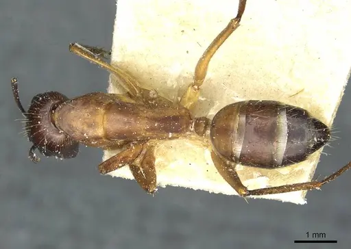 Camponotus barbaricus specimen CASENT0912052 image casent0912052_1