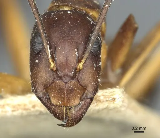 Camponotus barbaricus specimen CASENT0912052 image casent0912052_2