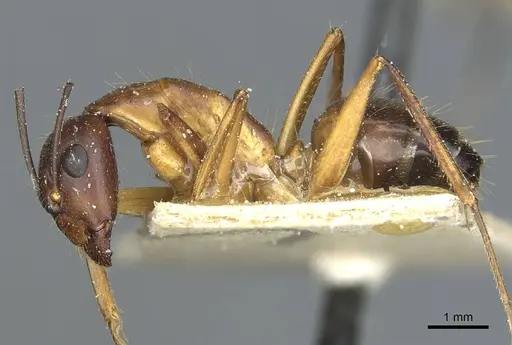 Camponotus barbaricus specimen CASENT0912052 image casent0912052_3