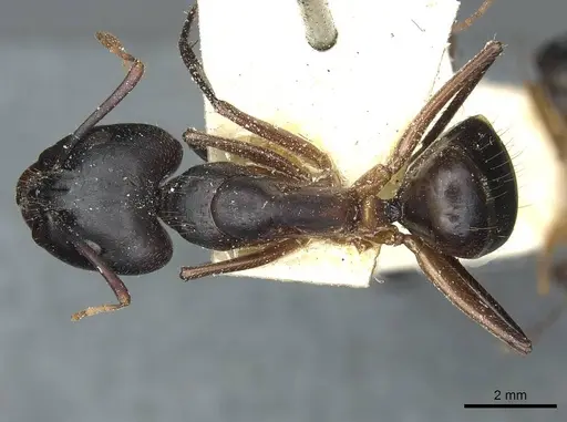 Camponotus barbaricus specimen CASENT0912053 image casent0912053_1