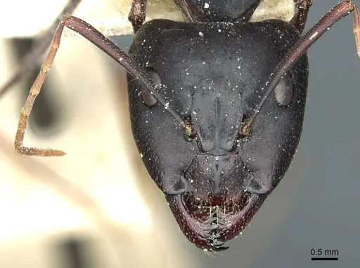 Camponotus barbaricus specimen CASENT0912053 image casent0912053_2