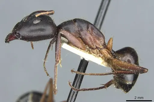 Camponotus barbaricus specimen CASENT0912053 image casent0912053_3