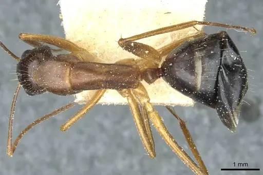 Camponotus barbaricus specimen CASENT0912054 image casent0912054_1