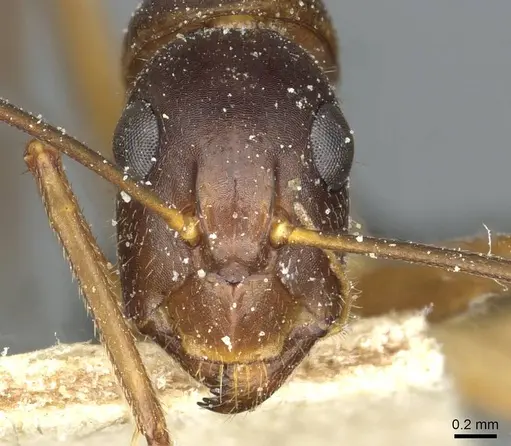 Camponotus barbaricus specimen CASENT0912054 image casent0912054_2