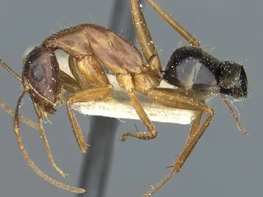 Camponotus barbaricus specimen CASENT0912054 image casent0912054_3