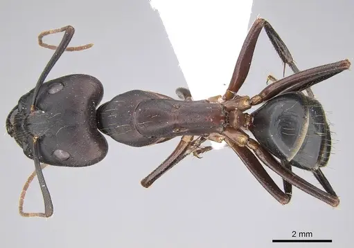 Camponotus barbaricus specimen CASENT0922703 image casent0922703_1