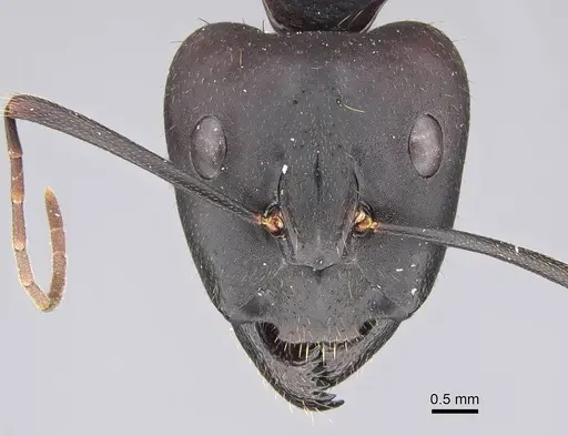 Camponotus barbaricus specimen CASENT0922703 image casent0922703_2