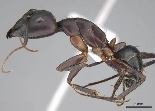 Camponotus barbaricus specimen CASENT0922703 image casent0922703_3