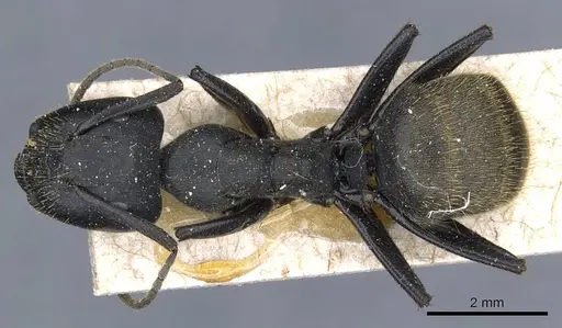 Camponotus barbarossa specimen CASENT0905444 image casent0905444_1