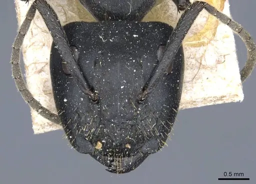 Camponotus barbarossa specimen CASENT0905444 image casent0905444_2