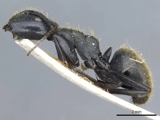 Camponotus barbarossa specimen CASENT0905444 image casent0905444_3