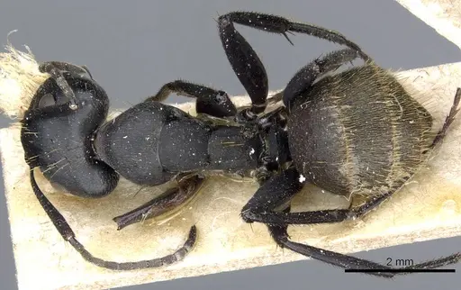 Camponotus barbarossa specimen CASENT0905445 image casent0905445_1
