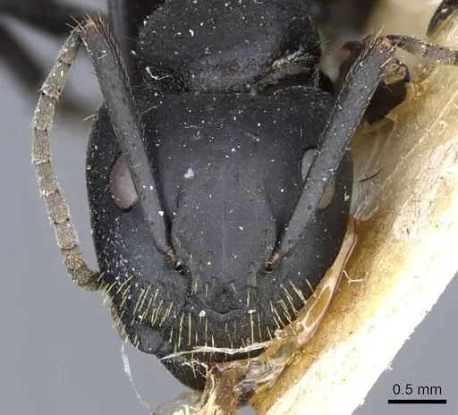 Camponotus barbarossa specimen CASENT0905445 image casent0905445_2