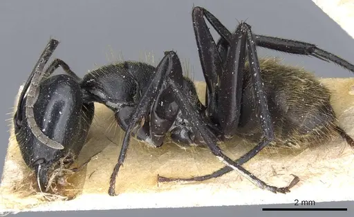 Camponotus barbarossa specimen CASENT0905445 image casent0905445_3