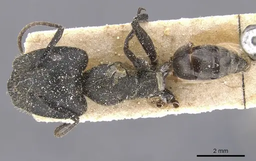 Camponotus barbarossa specimen CASENT0911748 image casent0911748_1
