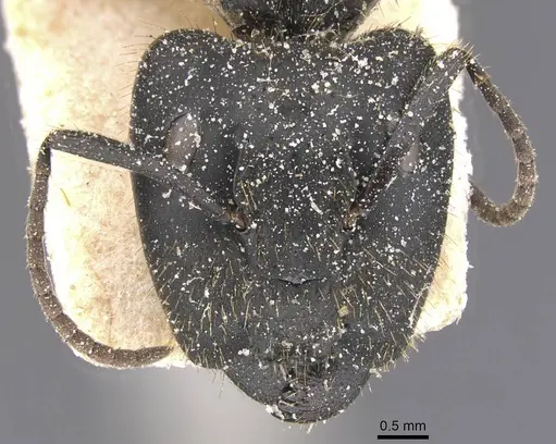 Camponotus barbarossa specimen CASENT0911748 image casent0911748_2