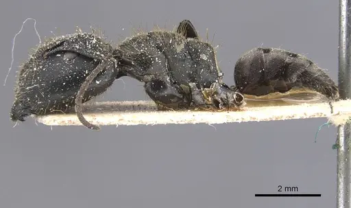 Camponotus barbarossa specimen CASENT0911748 image casent0911748_3