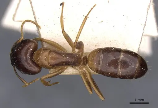 Camponotus barbatus specimen CASENT0910132 image casent0910132_1