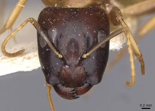 Camponotus barbatus specimen CASENT0910132 image casent0910132_2