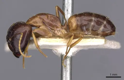 Camponotus barbatus specimen CASENT0910132 image casent0910132_3
