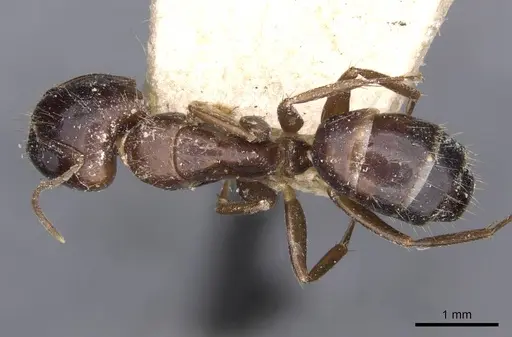 Camponotus barbatus specimen CASENT0910133 image casent0910133_1