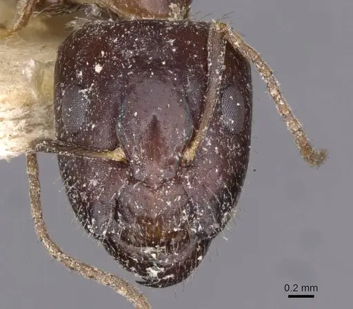 Camponotus barbatus specimen CASENT0910133 image casent0910133_2