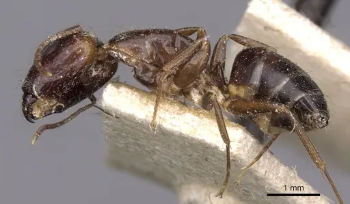 Camponotus barbatus specimen CASENT0910133 image casent0910133_3