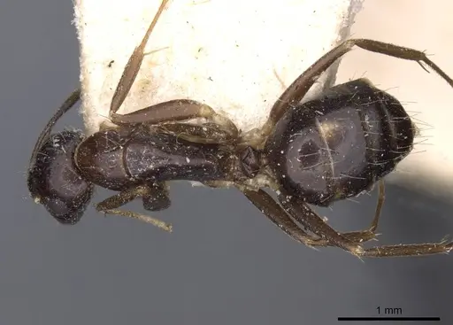 Camponotus barbatus specimen CASENT0910134 image casent0910134_1