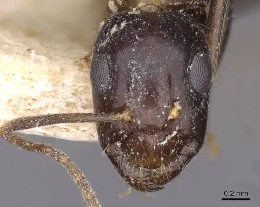 Camponotus barbatus specimen CASENT0910134 image casent0910134_2