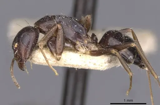 Camponotus barbatus specimen CASENT0910134 image casent0910134_3