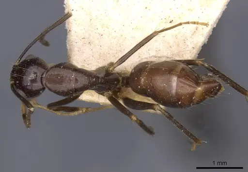 Camponotus barbatus specimen CASENT0910135 image casent0910135_1
